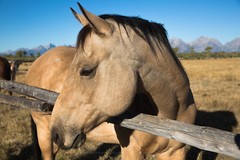 Western Photography Print – Picture of Buckskin Horse in Grand Tetons Wyoming