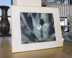 Art Photography Print with Desert Agave and Butterfly
