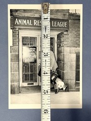 Animal Rescue League c1940 Fotofolio Art Photo Print Card 4.25”x6”