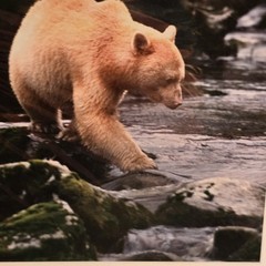 (3)Signed Tom Soucek Polar Bear Cub Photograph Anchorage Alaska (2) Walker/Bushu