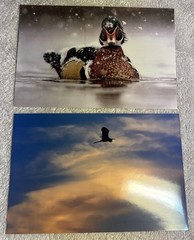 105 Nature Art Photographs 6×4” & 5.25 x4” Vibrant Colorful & 4 Post Cards