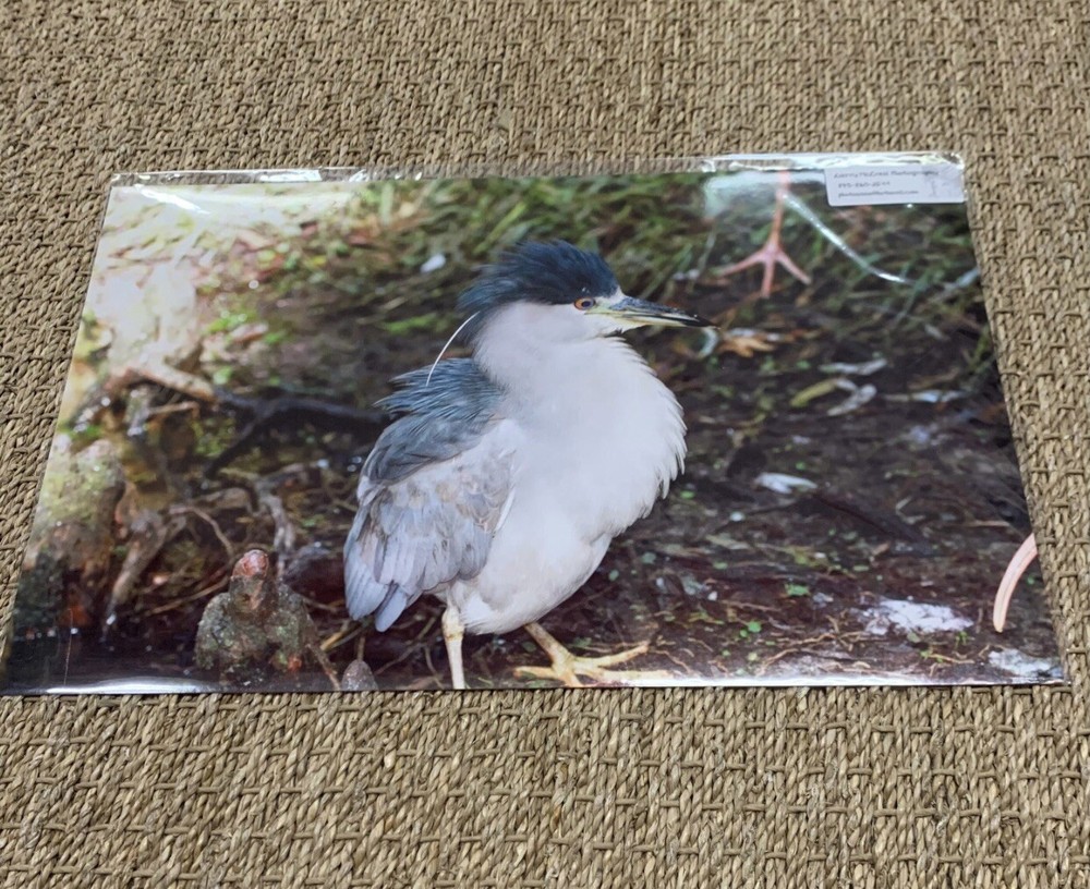11”x17” “Juvenile Black Crowned Night Heron By Larry McCrea Photography.