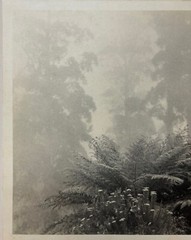 Rare JOHN B EATON ‘Ferns in Misty Landscape’ AUSTRALIA PICTORIALIST Signed PHOTO