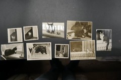 Photo Portrait Young Cat Pet Kitten House Tiger Child Baby Bundle Lot Old