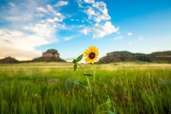 Wild Sunflower Photography Print: Nebraska Prairie Flower Plains Nature Photo