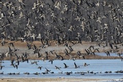 Pintails Photo 1, Pick One Image – Various Sizes