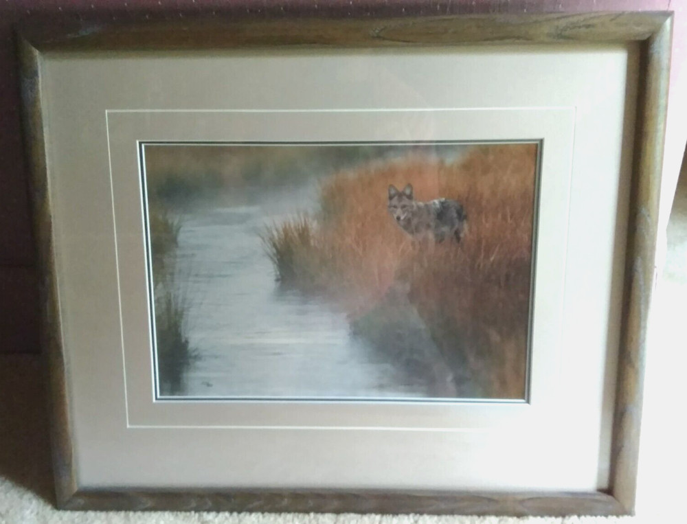 «Misty Morning Creek – Coyote» by Thomas Mangelsen – Limited Edition of 950