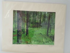Ireland Forest Moss Ferns Trees Photograph 11 x 14 Matted NEW SEALED County Cork
