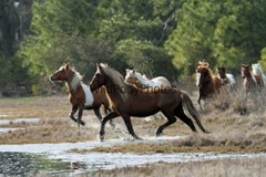 Chincoteague Pony Photo – Stallion Surfer Dude – Pick One Image -Various Sizes