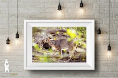 Bobcat Photography Prints, Wildlife Art, Nature Décor, Animal Lover Gifts