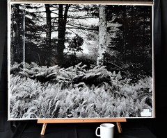 «Ferns in fog, wild pond, Georgetown Island, Maine». Thomas Teich
