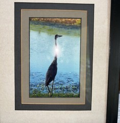 Louisiana Silhouette Of A Great Blue Heron Photo Print Signed & Dated