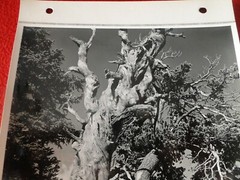 Vintage 1930’s/40’s Colorado Silver Gelatin Photo Near Dream Lake