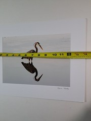 Art Photo Of Great Blue Heron Bird By Marie Kluttz