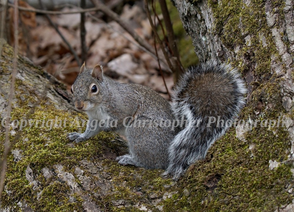 Original ACEO photo fine art print 2.5×3.5″ EASTERN GRAY SQUIRREL wood creature