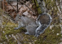 Original ACEO photo fine art print 2.5×3.5″ EASTERN GRAY SQUIRREL wood creature