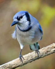 Art Photograph 8×10 Blue Jay Bird Artist Signed