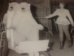 [CIRCUS] Large Vintage Photo / The Wise Bears Circa 1970 40 X 30 cm
