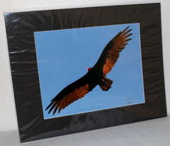 Turkey Vulture Wildlife Photo 8″ x 10″ in 11″ x 14″ Matte Signed by Kim Barry