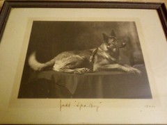 Dog Art Collectibles Dog Photograph Antique Collectibles Images 