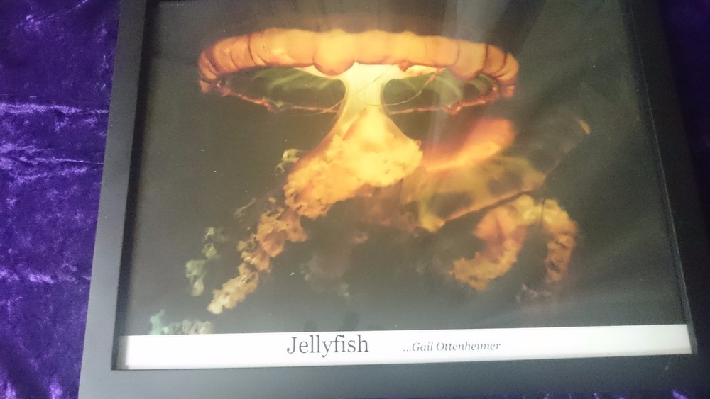 JELLYFISH by GAIL OTTENHEIMER – THE FRAMED SCIENCE NATURE PHOTOGRAPH 14×11 Inche