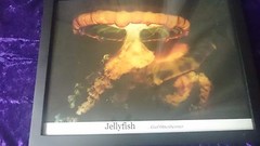 JELLYFISH by GAIL OTTENHEIMER – THE FRAMED SCIENCE NATURE PHOTOGRAPH 14×11 Inche