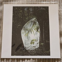 CRISTINA De MIDDEL Magnum Square Print 6″ x 6″ Signed MATA ATLÁNTICA Brazil 2020