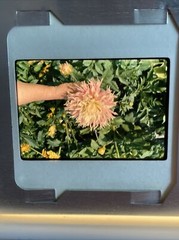 Lot Of 35 1964 Winter Flowers Lake Life Vacation Amateur 35mm Color Slides