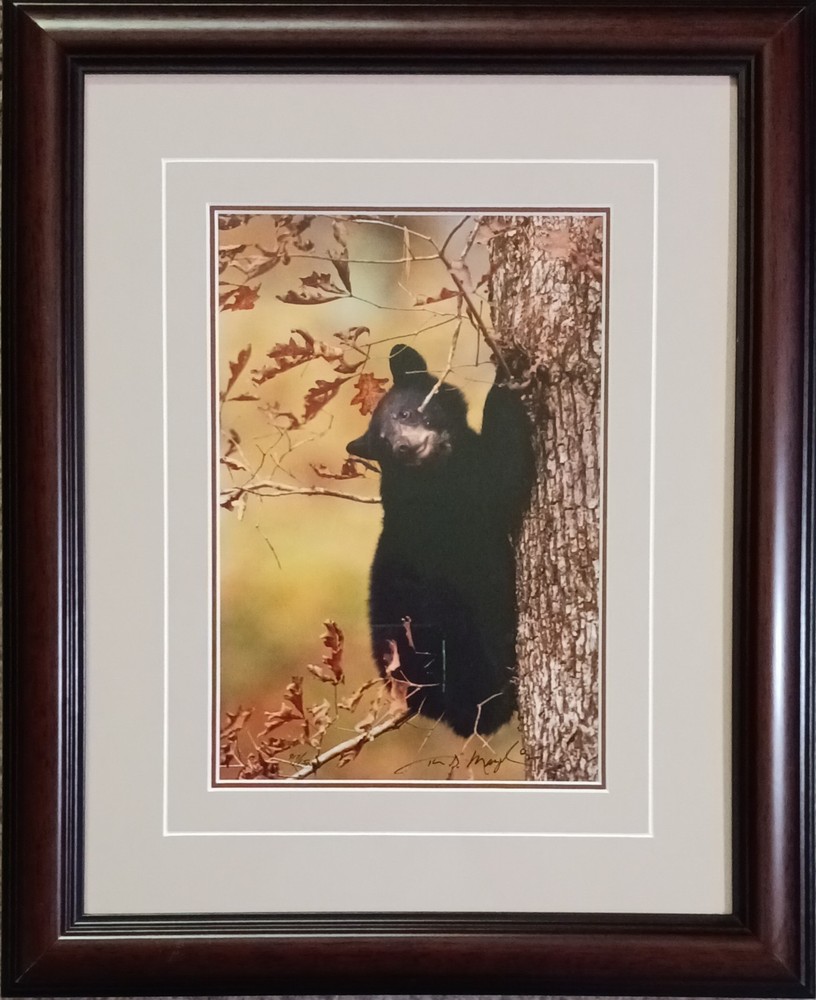 Thomas Mangelsen Signed Photograph Limited Edition Framed Bear “October’s Oak»