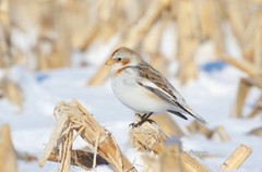 Digital Image Picture Pic Wallpaper Background /Snow Bunting /Real JPEG Photo
