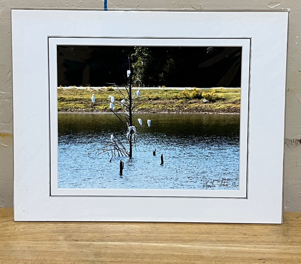 Color photograph signed matted 1 1 x 14 inch birds on pond Texas country