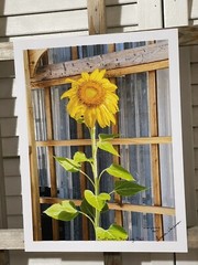 Landscape photograph- Sunflower Standing Tall 8.5×11