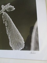 signed Original Black & White Photograph FIRST FROST Leaves 18″ x 22″ 3/150