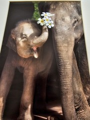 Heartwarming Photograph Baby Elephant Holding Plumeria Flowers, Thailand, 16×16″