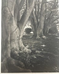 Original 1976 SAL LOPES ‘Birch Trees St Columbia’s NEWPORT’ Platinum Photograph