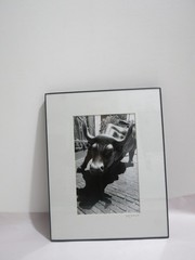 AKI DAVIS Signed Photograph Charging Bull Sculpture NYC