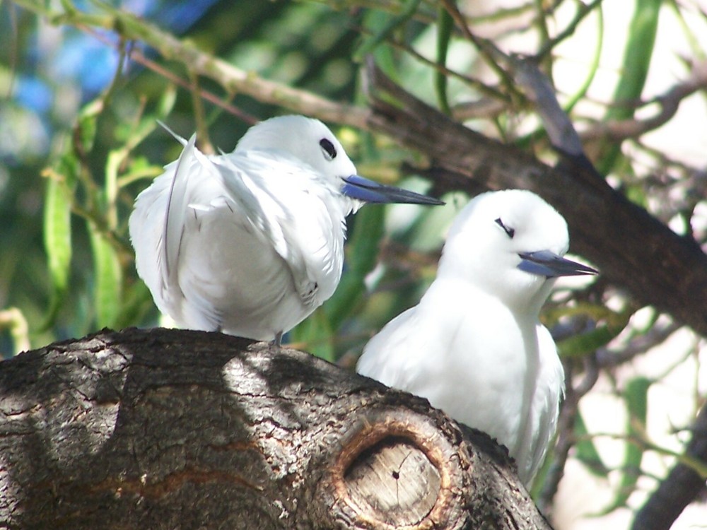 Hawaiian White Fairy Tern (Manu-o-Ku) on Oahu, Hawaii