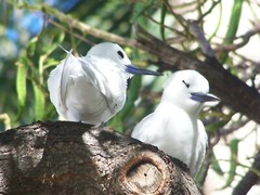Hawaiian White Fairy Tern (Manu-o-Ku) on Oahu, Hawaii