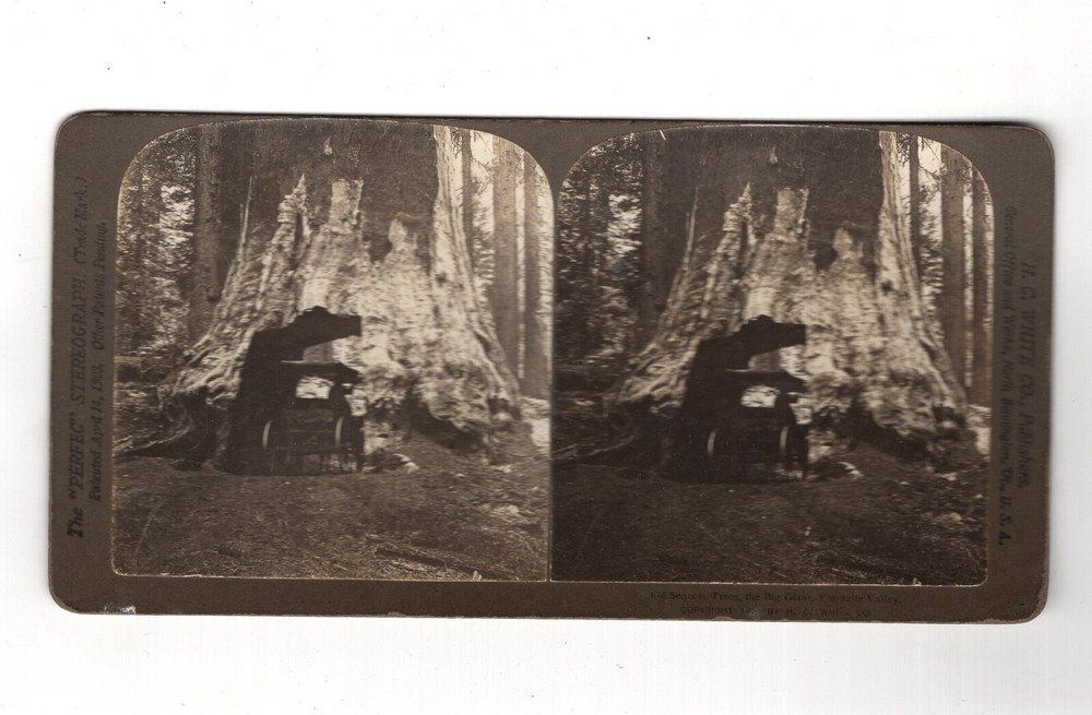 Stereoscopy Sequoia Trees / The Big Giant / Yosemite Valley / USA