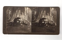 Stereoscopy Sequoia Trees / The Big Giant / Yosemite Valley / USA