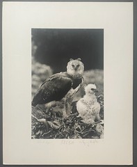 Rare 1975 ‘Harpy EAGLE Mother & Baby Fledgling’ in Nest NEIL RETTIG Photograph