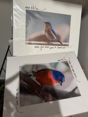 Sean Curran Color Wildlife Bird Photo Prints 8×10 Matted Lot Bluebird Bunting