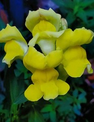 8 1/2 x 11 Yellow Snapdragons AZ Print Bluebonster-Art, Hand Signed/ Numbered