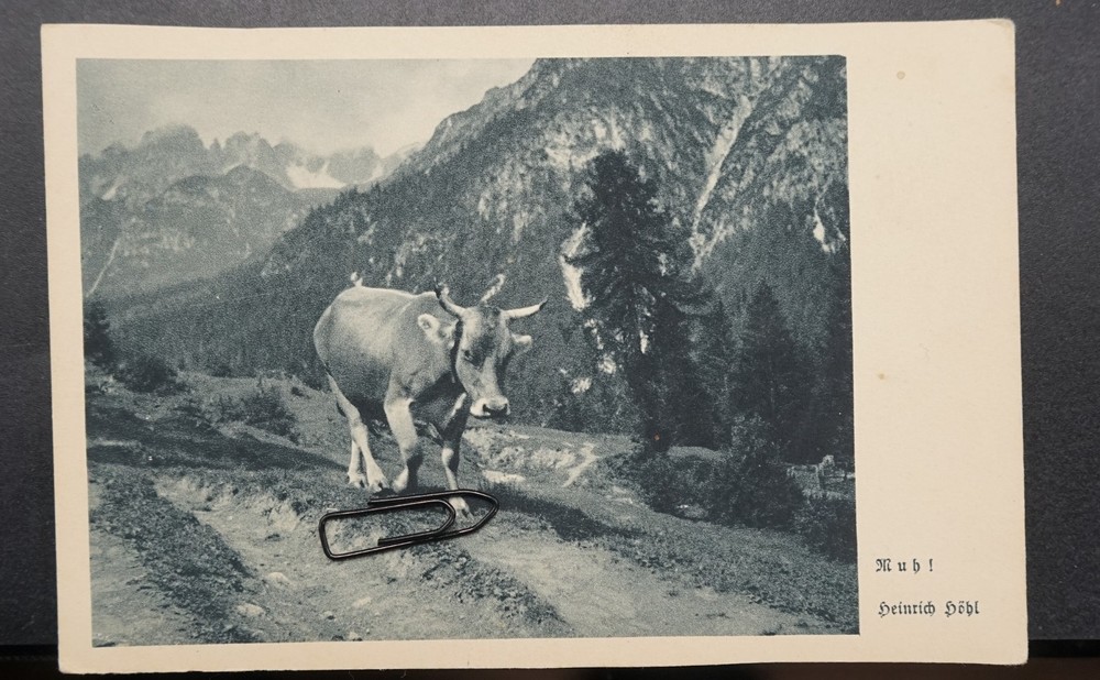 Photo postcard cow cattle pet moo Heinrich Pöhl good friends old Alps PK