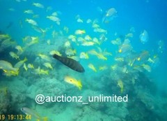 Digital Image Picture Photo Pic Andaman India underwater coral life scuba AND077