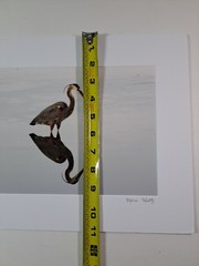 Art Photo Of Great Blue Heron Bird By Marie Kluttz