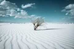 Yucca Plant Photography Print: New Mexico White Sands Desert Southwest Photo