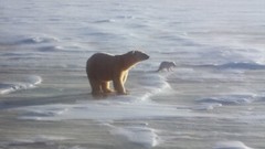 Born of the North Wind – Polar Bear & Fox – Thomas Mangelsen