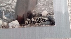 Sharon Walleen Photographs Alaska Mt McKinley Sled Dogs Grizzly Bears 5 X 7 Inch