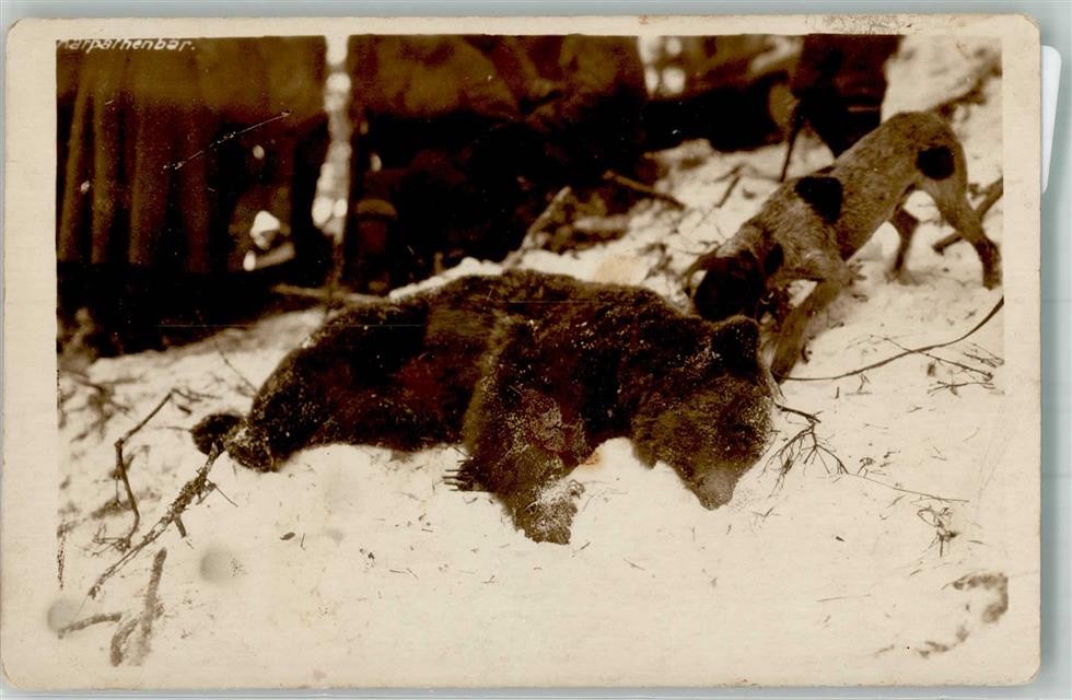 39998413 – Hunting Dog Tugged at a Slayed Bear Winter Hunting Animal
